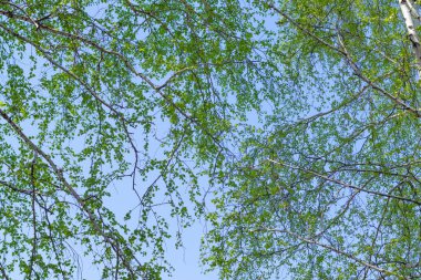 Ağaç dallarının yapraklarından oluşan arka plan mavi gökyüzüne doğru bak.