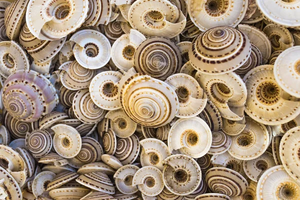 Texture Beautiful Shells Close Background — Stock Photo, Image