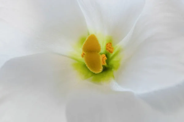 美しい白い繊細なオープンEustaまたはLisianthus花マクロ フィールドの浅い深さとフォーカス — ストック写真
