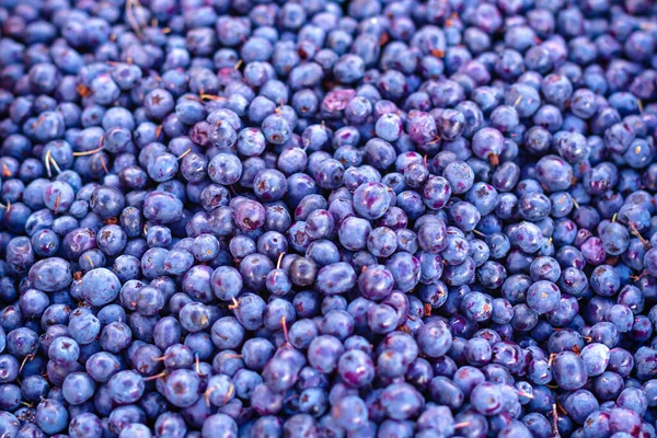 Background close-up fresh wild berry blueberries, selective focus. Vaccinium uliginosum (blueberry, bog whortleberry).