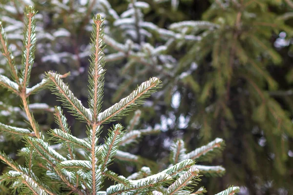 Kış ormanlarında çam ağaçları karla kaplıdır.