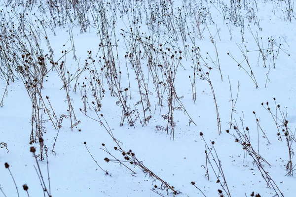 Hierba Seca Prado Cubierto Nieve Fondo Natural Con Efecto Textura —  Fotos de Stock