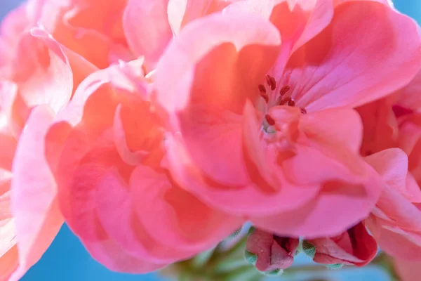 Абстрактные Цветочные Розовые Цветы Герань Солнечном Свете Синий Крупным Планом — стоковое фото