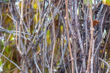 Sonbaharda kuru üzüm dalları yakın plan, arka plan