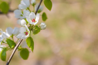 Güneşli bir günde çiçek açan yaban elması