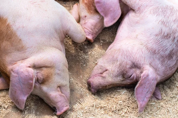 Three pink adult little pigs lie resting