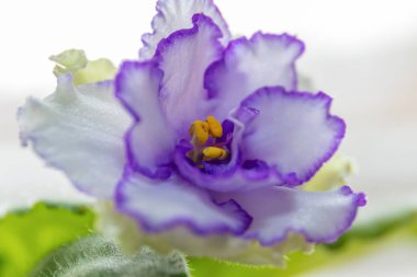 Bulanık yeşil yaprakların arka planında mor çiçek (viyola). Violet Saintpaulia otu.