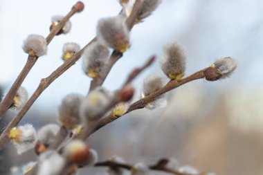 Söğüt ağacının arka plandaki dalları bulanık, bahar ya da paskalya kompozisyonu. Basit bir kavram, makro.
