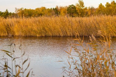 Sonbahar gölü, orman ve mavi gökyüzünün altında sazlıklar. Sonbahar güneşli bir günde göletin kıyısında. Altın sazlıklar sakin suyun yüzeyine yansıyor. Göleti, güneşli ormanı ve otları olan güzel bir manzara.