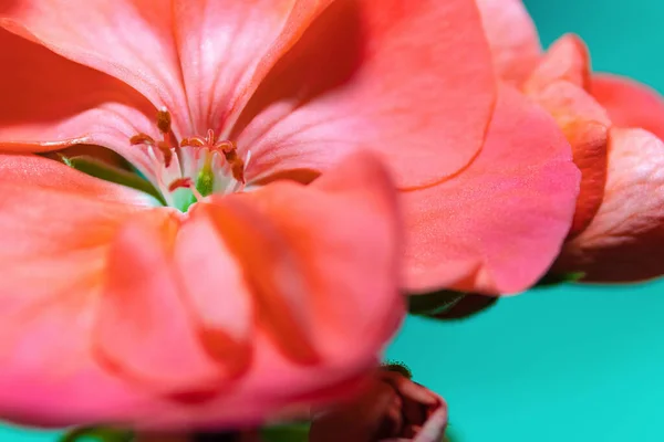 フィールド全体にゼラニウムの花の閉鎖 デザイン ポストカードのための選択的な焦点 — ストック写真