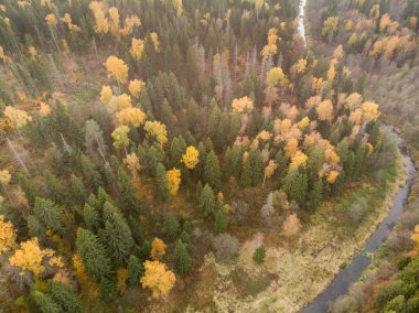Sonbahar kuşbakışı ormandan