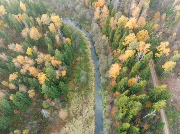 Floresta Outono Uma Vista Pássaro Olho — Fotografia de Stock