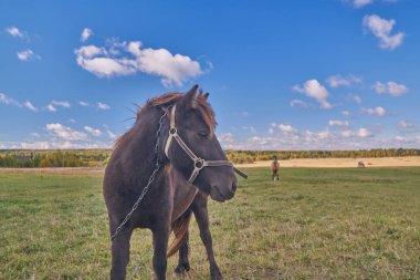at ve çayır otlatma tayı