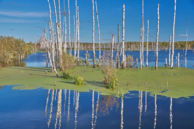 Sonbaharda büyümüş Gölü
