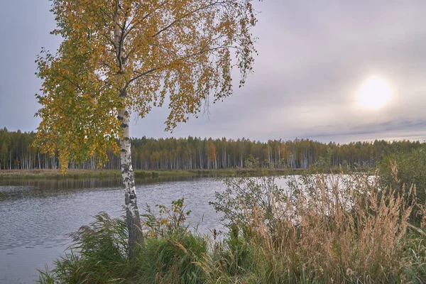 Igenvuxna Sjön Hösten — Stockfoto