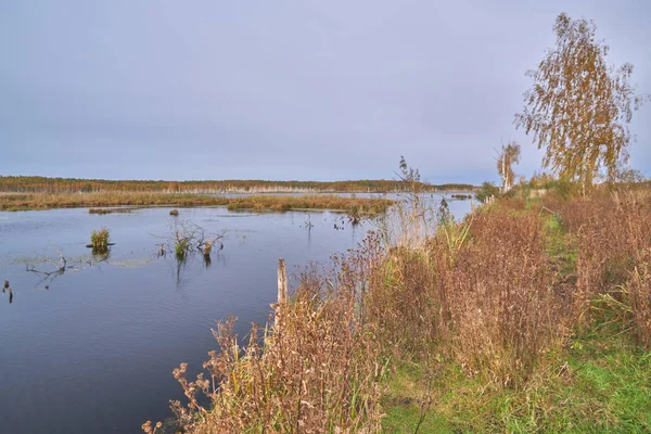 Igenvuxna Sjön Hösten — Stockfoto