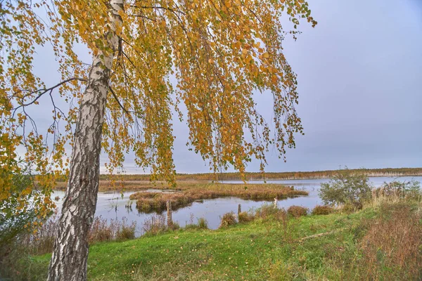 Igenvuxna Sjön Hösten — Stockfoto