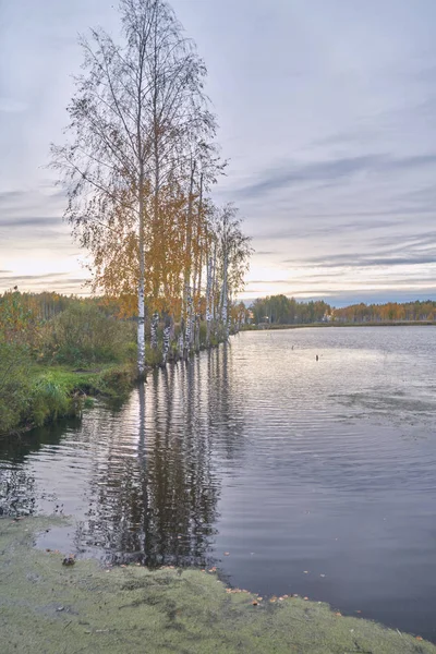 秋の草に覆われた湖 — ストック写真