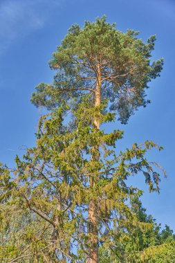 sonbahar ormandaki çam ağaçları
