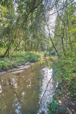 Sonbahar ormanında küçük bir nehir.