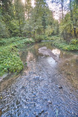 Sonbahar ormanında küçük bir nehir.