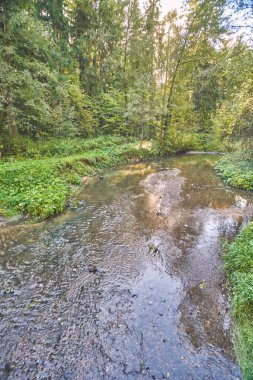 Sonbahar ormanında küçük bir nehir.