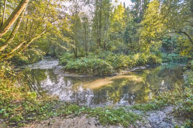 Sonbahar ormanında küçük bir nehir.