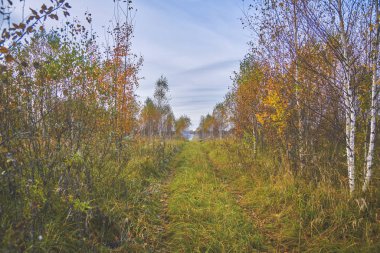 Sonbahar ormanın içinde terk edilmiş bir yol