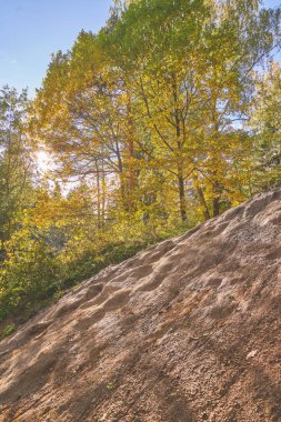 Sonbahar Rus orman güneşte