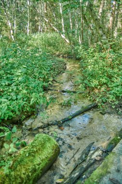 Yaz aylarında Rus orman