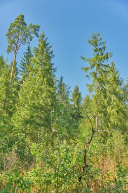 Yaz aylarında Rus orman