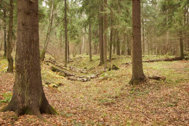 Yaz aylarında Rus orman