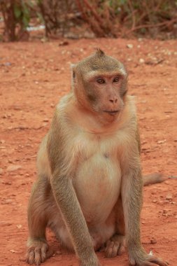 Bir orman glade Tayland maymunlar makak