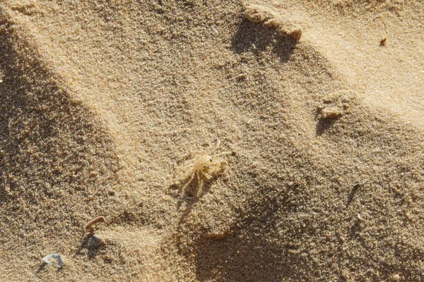 Macro Photo Sand Crab Beach — Stock Photo, Image
