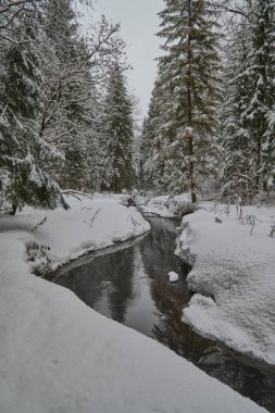 Rusya 'da kış ormanı