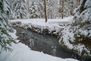 Rusya 'da kış ormanı