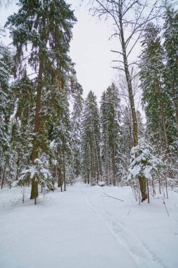 Rusya 'da kış ormanı