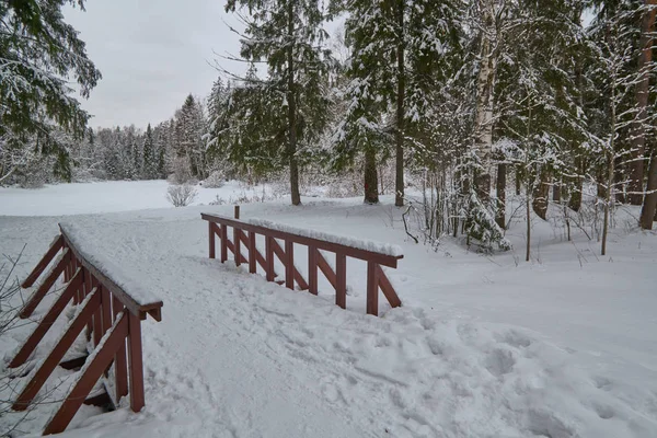 Forêt Hiver Russie — Photo