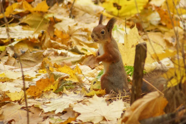 Wiewiórka Jesiennym Lesie — Zdjęcie stockowe