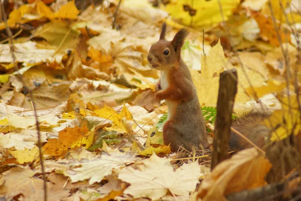 Écureuil Dans Forêt Automne — Photo