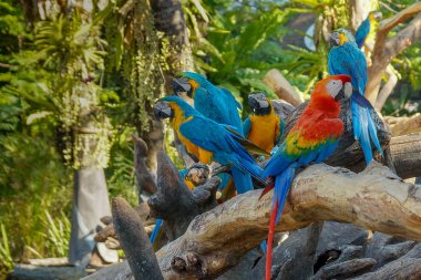 Macaw - güzel tropikal papağan