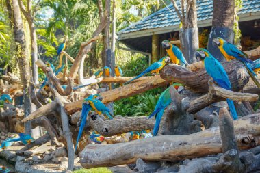 Macaw - güzel tropikal papağan