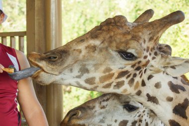 Hayvanat bahçesinde Zürafalar yakından bakmak