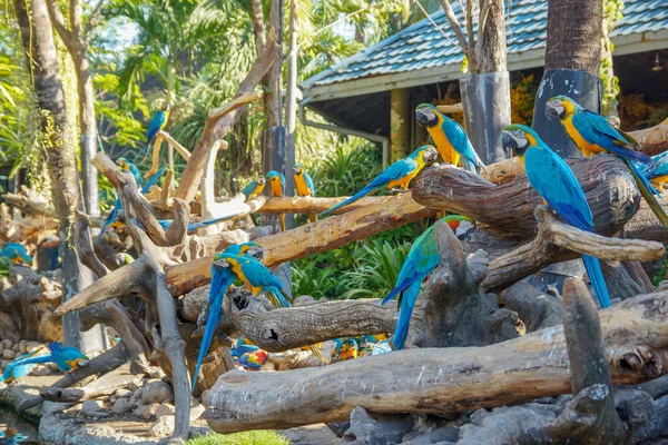 Macaw Belos Papagaios Tropicais — Fotografia de Stock