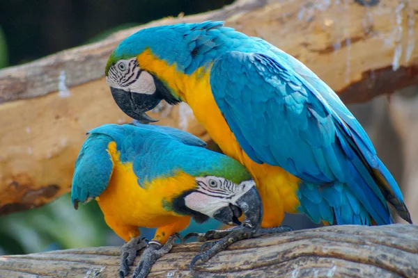 Macaw Güzel Tropikal Papağan — Stok fotoğraf