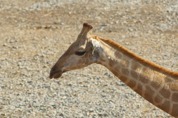 Żyrafy Zoo Się Bliski Wygląd — Zdjęcie stockowe