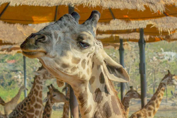 Жирафы Зоопарке Вблизи — стоковое фото