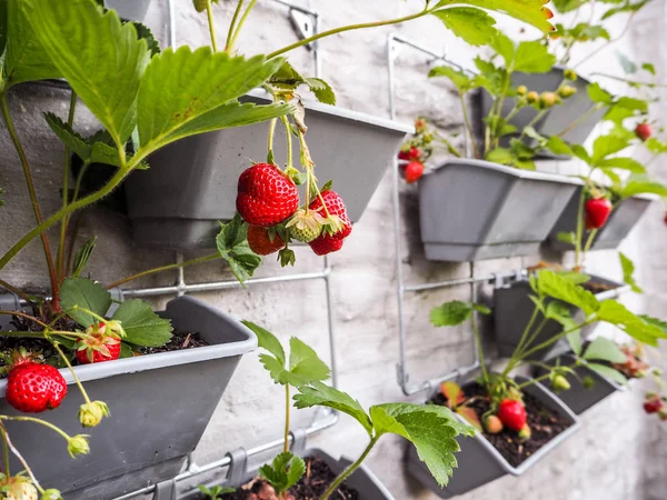 成熟和未成熟的草莓挂在一个垂直的花园在一个阳光明媚的墙壁在一个小天井的一排草莓植物 — 图库照片
