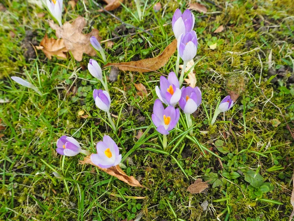 Groupe Fleurs Crocus Violet Fleurs Dans Pelouse Belgique — Photo