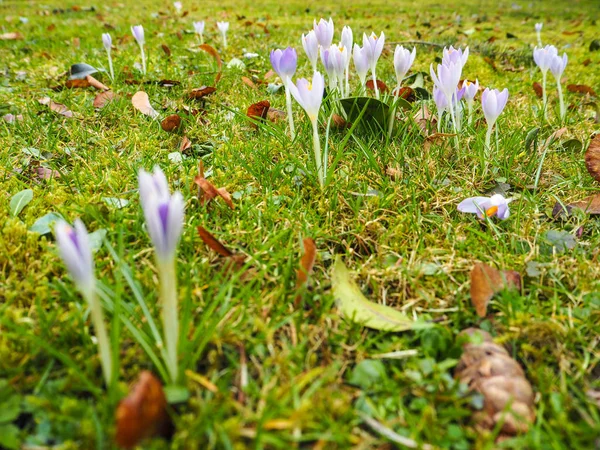 Petits Groupes Fleurs Crocus Violet Dans Une Prairie Printemps Belgique — Photo